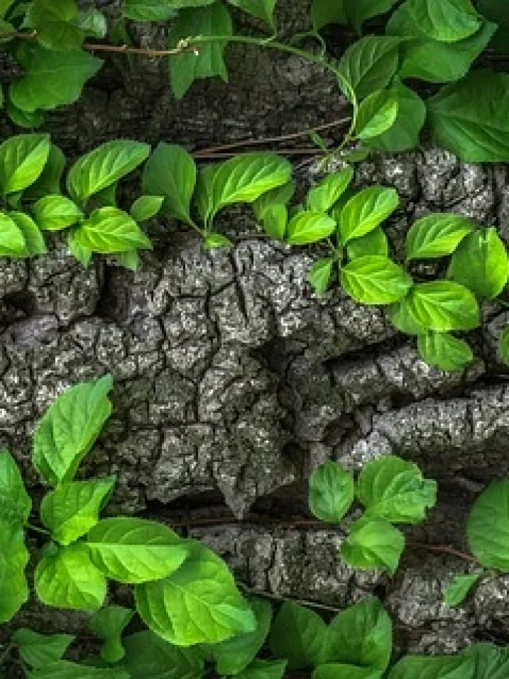 Biophilic Trend: Enhancing Creativity with Nature