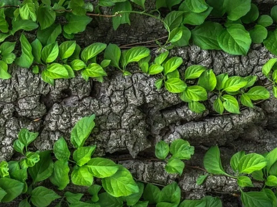 Biophilic Trend: Enhancing Creativity with Nature