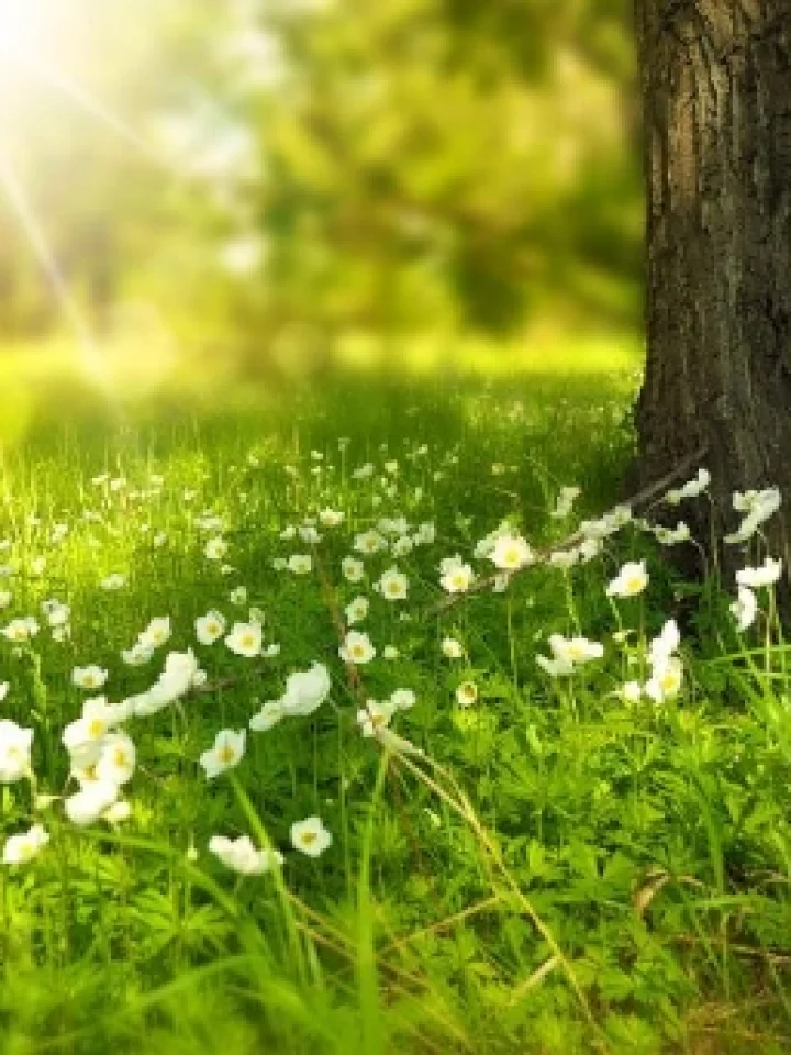 Tips to Bring Summer Into Your Home