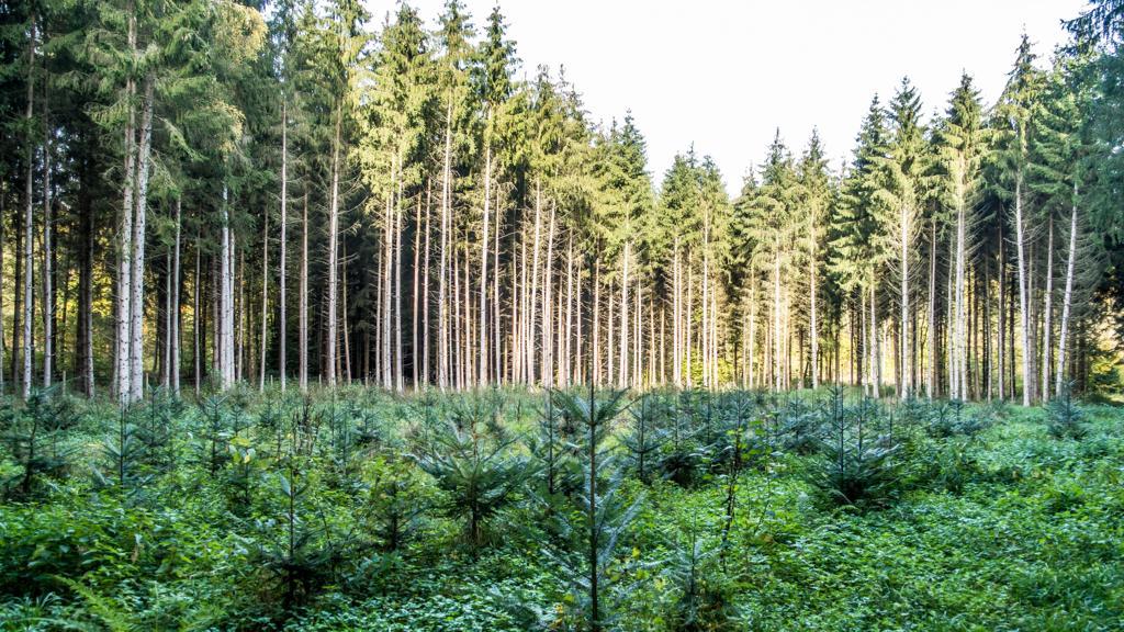 woods 